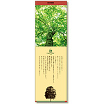 シールギャラリー 樹の博物館 ぶな (916-53)