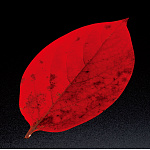 PP貼合せ 型抜きクリアシート(200枚入) 柿の葉(W65369)