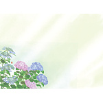 尺3四季彩まっと 花雅(はなみやび)(100枚入) 紫陽花(W66454)