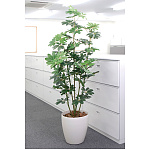 光触媒 人工観葉植物 造花 カポック 1.8 (高さ180cm)