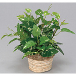 光触媒 人工観葉植物 造花 ミニポトス (高さ25cm)