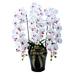 光触媒 人工観葉植物 造花 ロイヤル胡蝶蘭W/AB (高さ76cm)