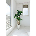 光触媒 人工観葉植物 造花 幸福の木 1.6 (高さ160cm)