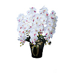 光触媒 人工観葉植物 造花 ロイヤル胡蝶蘭5本立W/AB (高さ76cm)