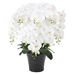 光触媒 人工観葉植物 造花 フレッシュ胡蝶蘭 8本立W (高さ75cm)