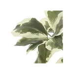 光触媒 人工観葉植物 造花 シェフレラ