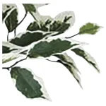 ■拡大写真