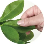 光触媒 人工観葉植物 造花 シェフレラ