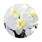 光触媒 人工観葉植物 造花 ロイヤル胡蝶蘭5本立 (高さ76cm)