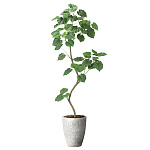 光触媒 人工観葉植物 造花 ナチュラルウンベラータ1.9(組立式) (高さ190cm) (2499A740)