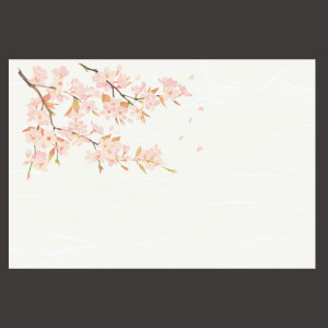 尺3雲竜和紙懐石まっと 四季  桜 (50枚入)  (W64377)