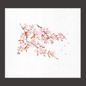 遠赤保鮮紙(小)桜  (100枚入)  (W64560)