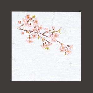 4寸OP懐石敷紙 桜  (100枚入)  (W65111)