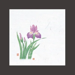 4寸OP懐石敷紙 菖蒲  (100枚入)  (W65112)