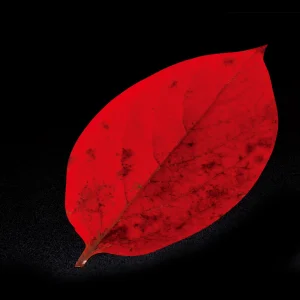 PP貼合せ 型抜きクリアシート 柿の葉 (200枚入)  (W65369)