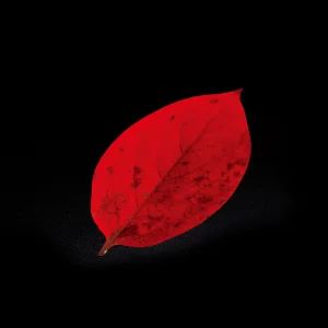 PP貼合せ 型抜きミニ クリアシート 柿の葉 (200枚入)  (W65786)