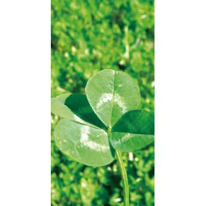 【2026年夏】タペストリー クローバー (No182-4)