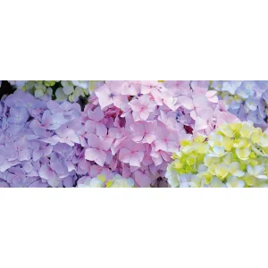 【2026年夏】ディスプレイシート ハイドレンジア (No182-6)