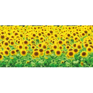【2026年夏】ディスプレイシート ひまわり畑 (No.025771)