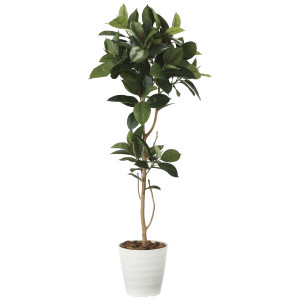 光触媒 人工観葉植物 造花 ゴムの木1.8 (高さ180cm) (2024P380)