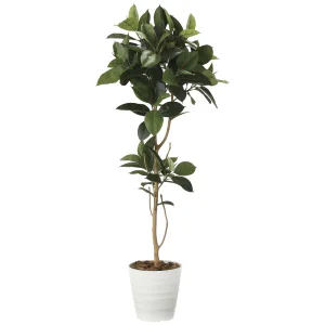 光触媒 人工観葉植物 造花 ゴムの木1.8 (高さ180cm) (2024P380)