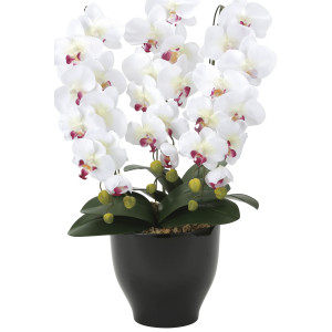 光触媒 人工観葉植物 造花 胡蝶蘭セリースW/AB (高さ66cm) (22K120)