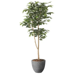 光触媒 人工観葉植物 造花 ナチュラルベンジャミン1.6 (高さ160cm) (2401A500)