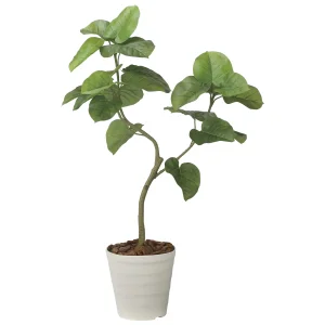 光触媒 人工観葉植物 造花 ウンベラータ1.25 (高さ125cm) (2629A300)