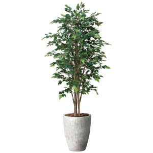 光触媒 人工観葉植物 造花 ナチュラルロイヤルベンジャミン1.8 (高さ180cm) (2647A800)