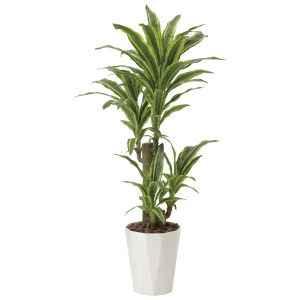 光触媒 人工観葉植物 造花 フレッシュドラセナ1.25 (高さ125cm) (428R300)