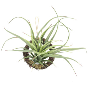 光触媒 人工観葉植物 造花 エア―プランツR(ポリ製) (高さ19cm) (866K10)