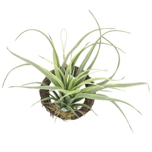 光触媒 人工観葉植物 造花 エア―プランツR(ポリ製) (高さ19cm) (866K10)