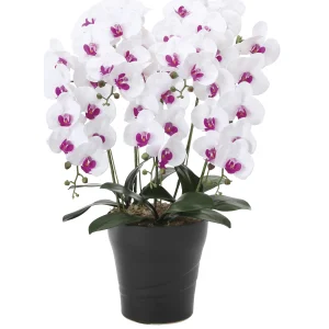 光触媒 人工観葉植物 造花 フレッシュ胡蝶蘭  5本立W/L (高さ72cm) (876P220)