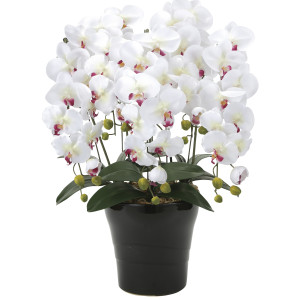 光触媒 人工観葉植物 造花 クイーン胡蝶蘭5本立W/AB (高さ74cm) (916A150)