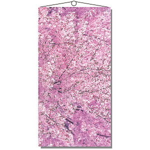 【2025年春商品】タペストリー 満開の桜 (No177-03_05)