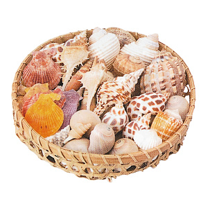 【2025年夏】インテリアシェル 500g (No178-20_05)