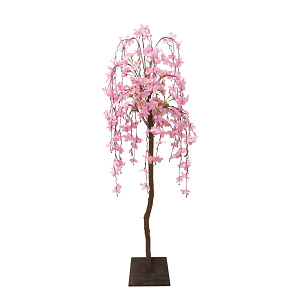 【2025年春商品】シダレ桜立木 (No177-11_06)