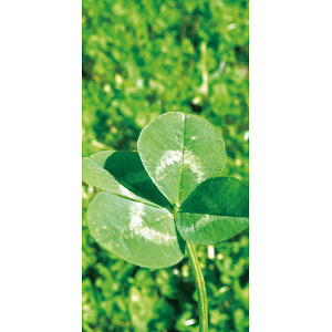 【2025年夏】タペストリー クローバー (No178-03_01)