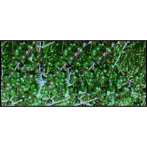 【2025年春商品】ディスプレイシート 桜満開 【限定品】 (No177-04_09)