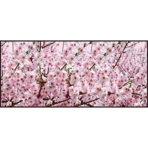 【2026年春】ディスプレイシート 桜満開 【限定品】 (No181-4)