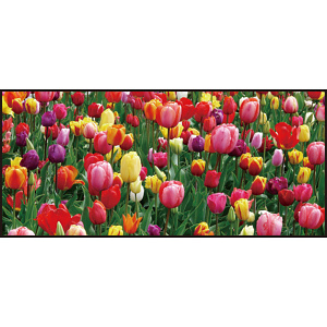 【2025年春商品】ディスプレイシート チューリップ畑 (No177-04_11)