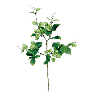 【2025年夏】スプレイホップ (No178-21_06)