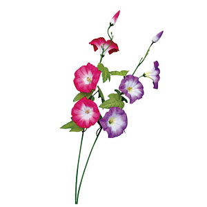 【2025年夏】スプレイシルキー朝顔 (No178-12_02)