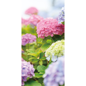 【2025年夏】タペストリー(防炎) ハイドレンジア (No178-03_04)