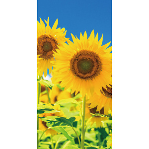 【2025年夏】タペストリー(防炎)満天ひまわり (No178-04_07)