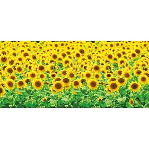 【2025年夏】ディスプレイシート ひまわり畑 (No178-06_06)