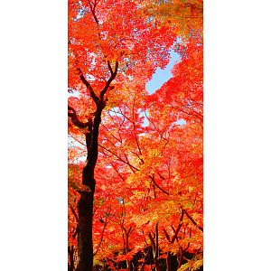 【2025年秋商品】タペストリー(防炎)山紅葉(No179-0504)