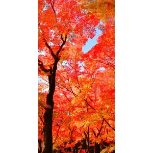 【2025年秋商品】タペストリー(防炎)山紅葉(No179-0504)