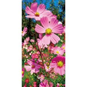 【2025年秋商品】タペストリー 新コスモス(No179-0509)