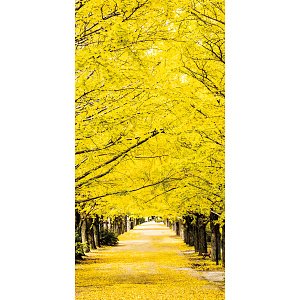 【2025年秋商品】タペストリー(防炎)銀杏並木(No179-0506)